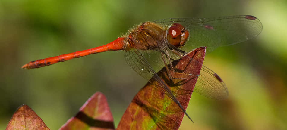 A Stunning Red Dragonfly Perched On A Twig Wallpaper