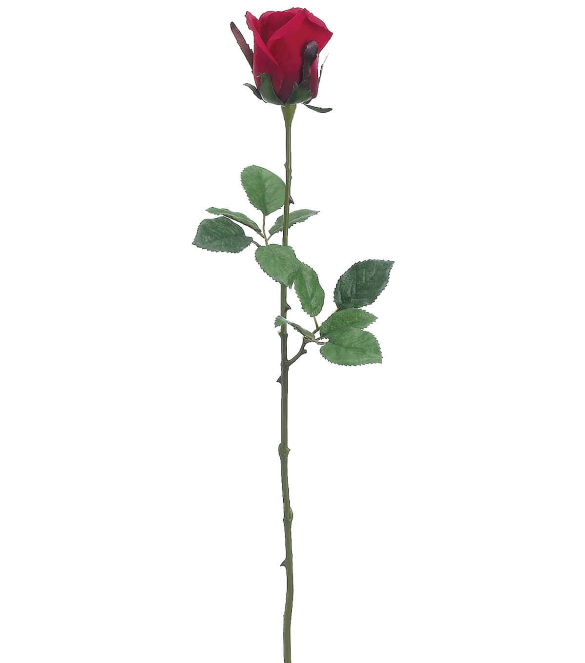 A Stunning Single Red Rose Wallpaper