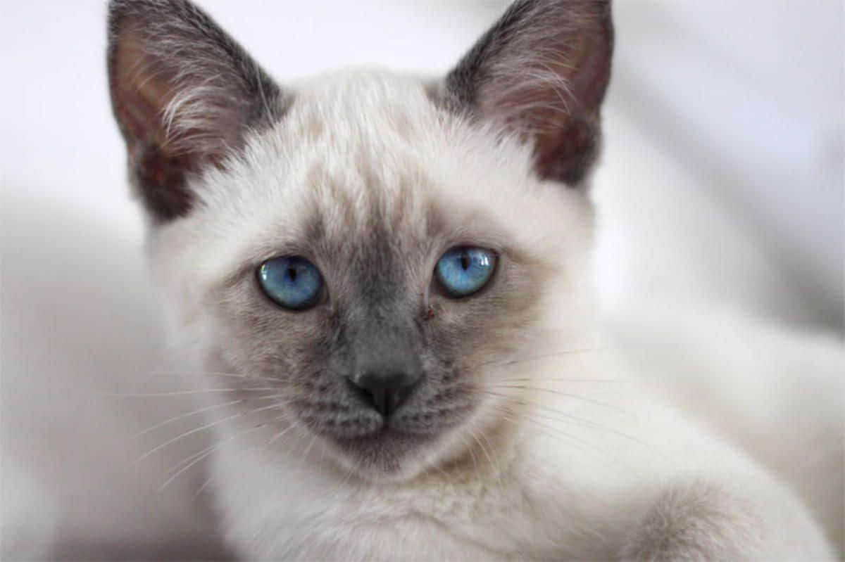 A Stunning Thai Blue Cat Lounging In Its Natural Environment Wallpaper