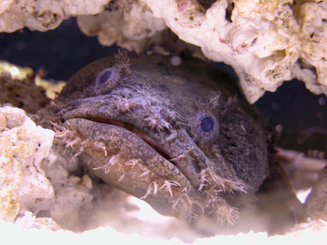 A Stunning Toadfish In Its Natural Habitat Wallpaper