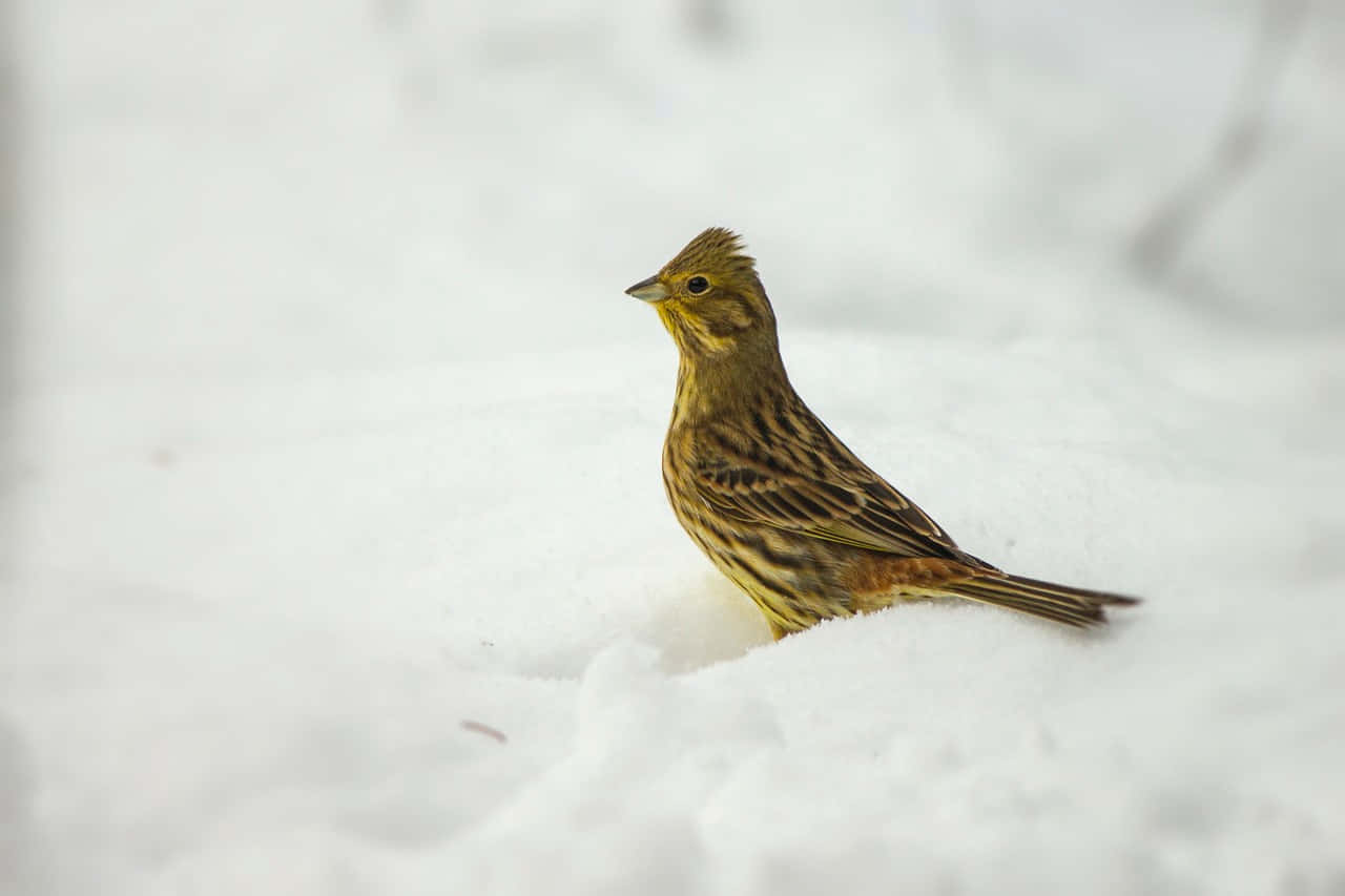 A Stunning Yellowhammer Bird Perched On A Branch Wallpaper