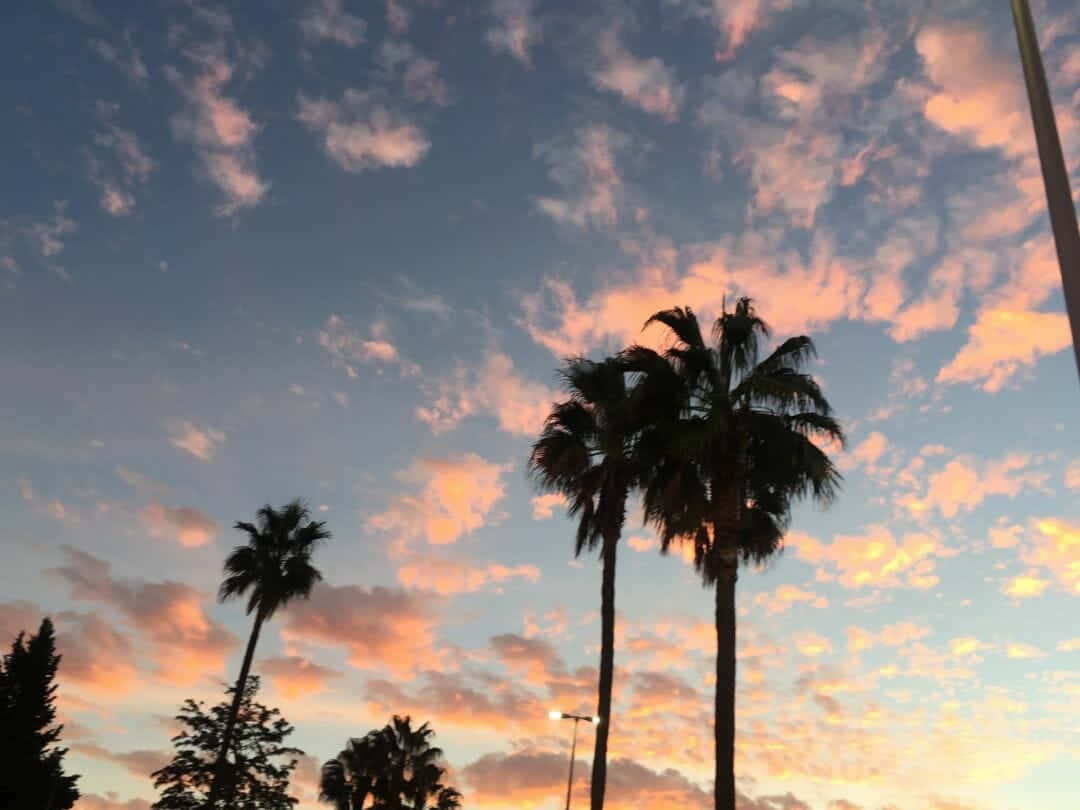 A Sunset With Palm Trees And Clouds Wallpaper