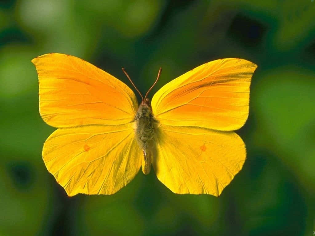 A Swarm Of Cute Yellow Butterflies Taking Flight Wallpaper