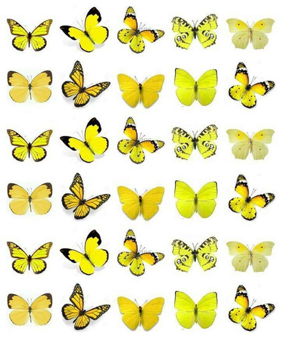 A Swarm Of Delightful Yellow Butterflies Wallpaper