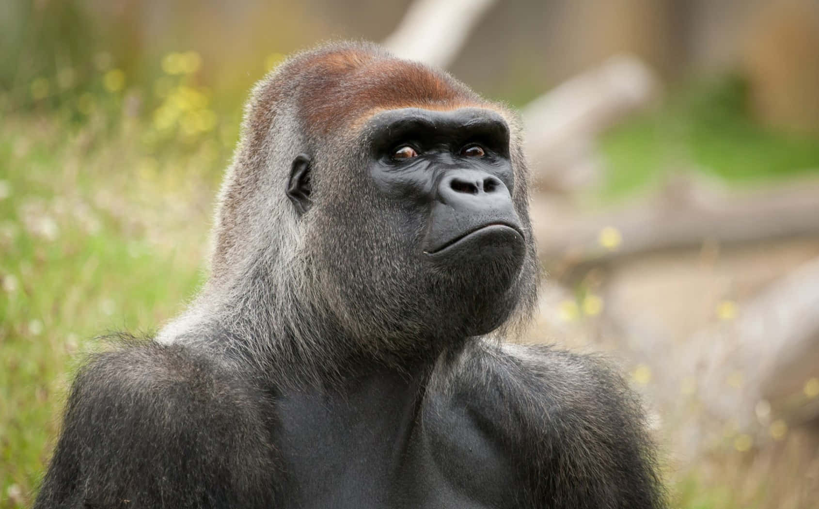 A Sweet And Friendly Baby Gorilla Looking Curiously At The Camera Wallpaper