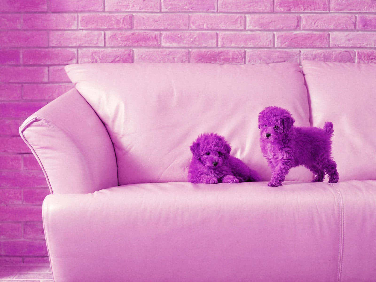 A Sweet Moment With Adorable Pink Puppies Wallpaper