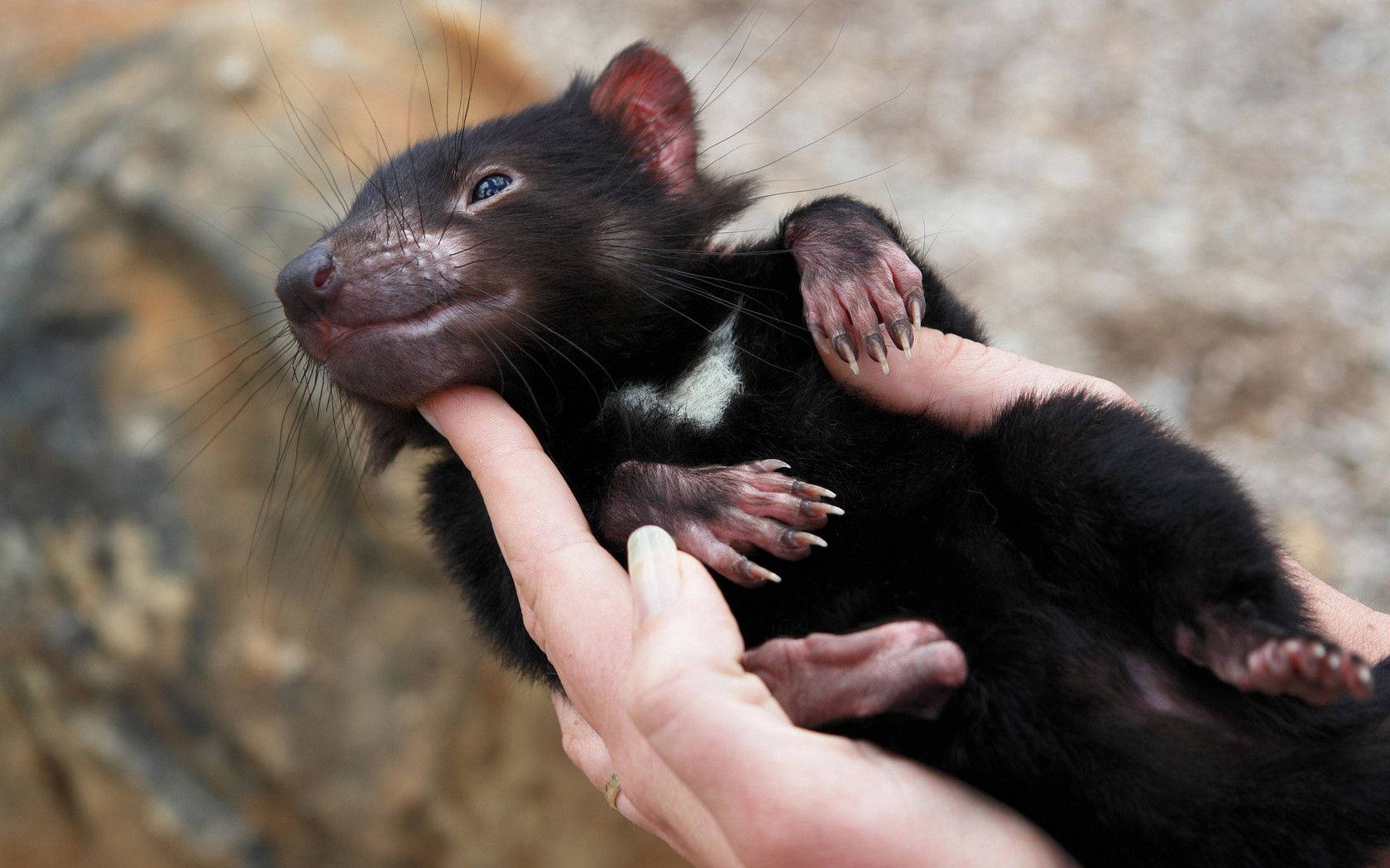 A Tasmanian Devil Marsupial Experiencing A Short Nap Wallpaper