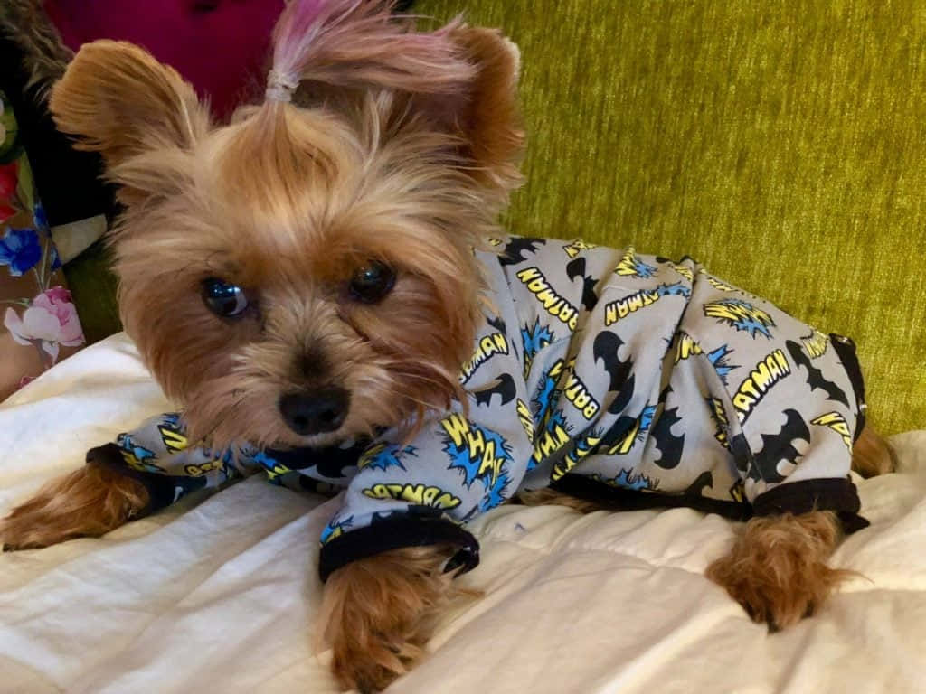 A Teacup Yorkie Enjoying A Sunny Day Wallpaper