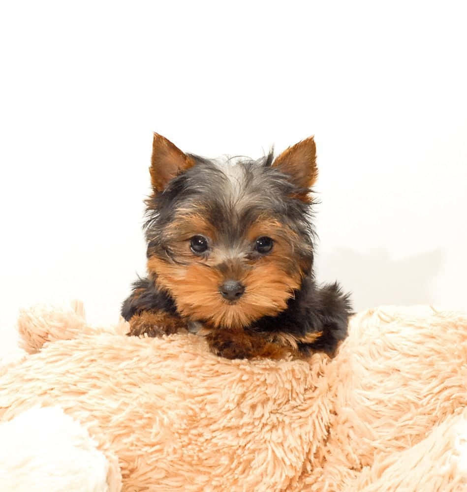 A Teacup Yorkie Looking Adorably Happy In Her Little Teacup. Wallpaper