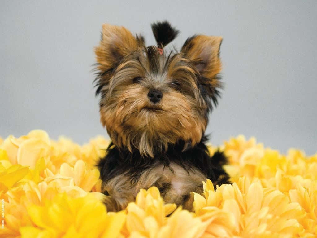 A Teacup Yorkie Pup Enjoying A Fun Day Outdoors Wallpaper