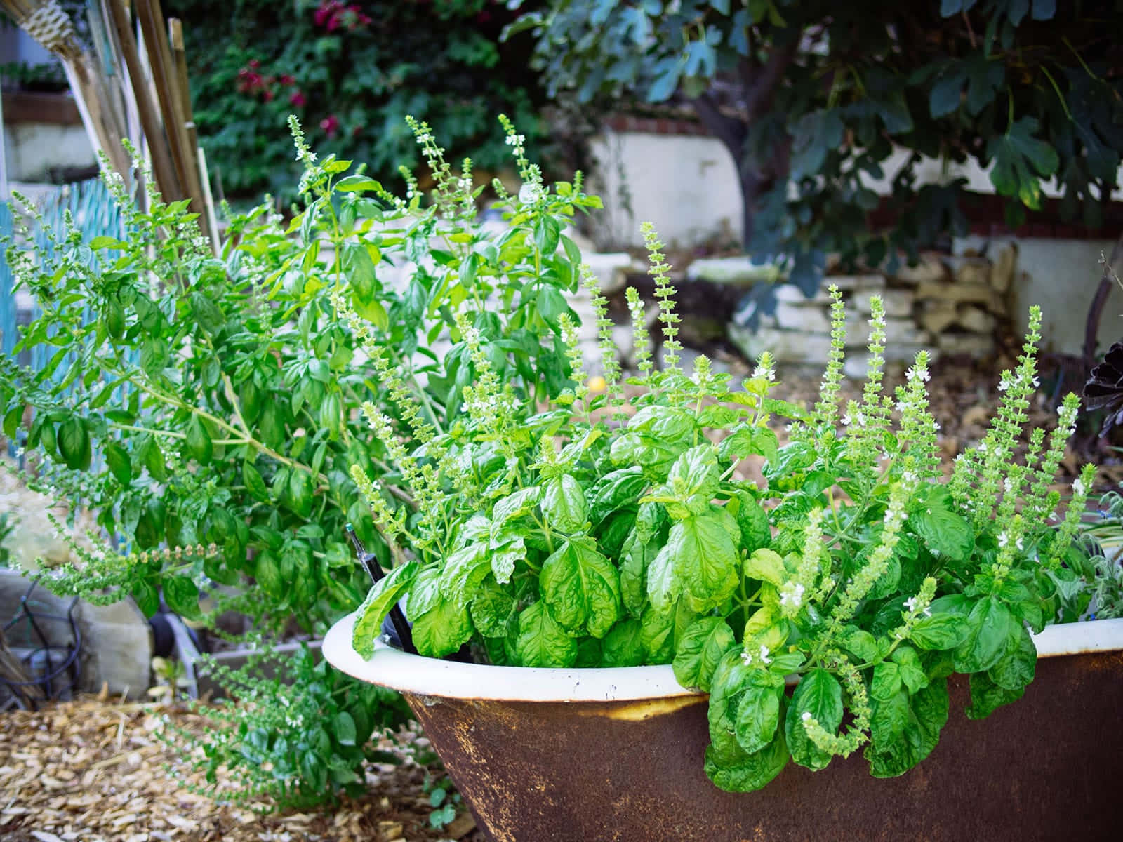 A Thriving Herb Garden In Full Bloom Wallpaper