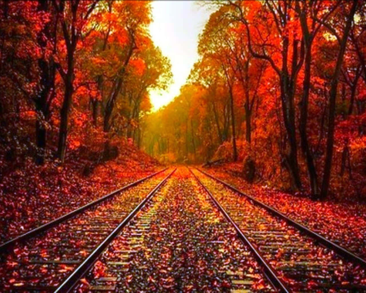 A Train Track In The Autumn Metal Print Wallpaper