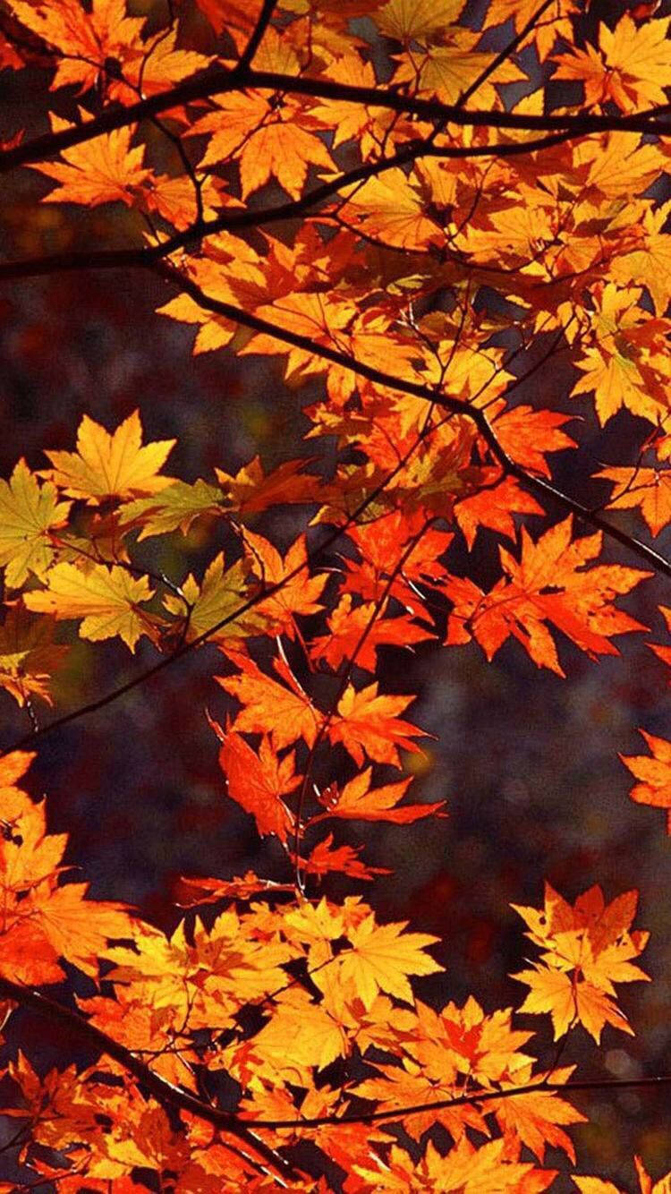 A Tree With Many Orange Leaves Wallpaper