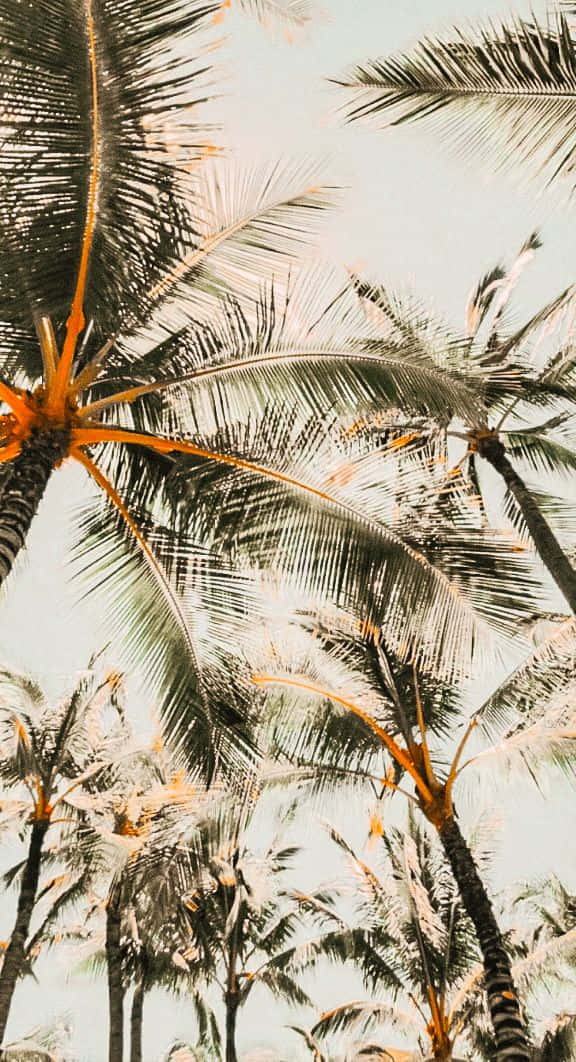 A Tropical Beach Paradise With A Cute Palm Tree Wallpaper