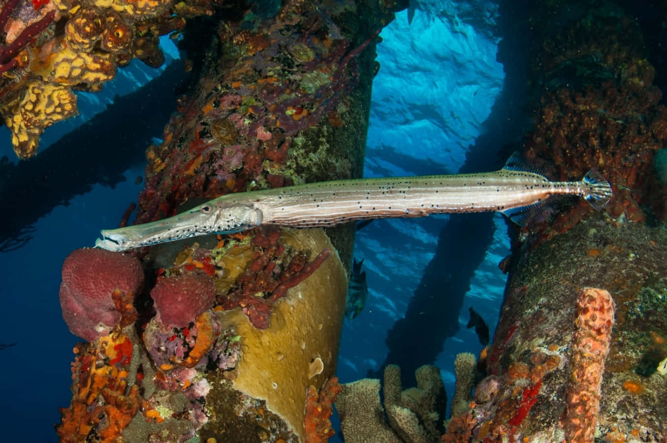 A Trumpetfish Exploring A Vibrant Coral Reef. Wallpaper