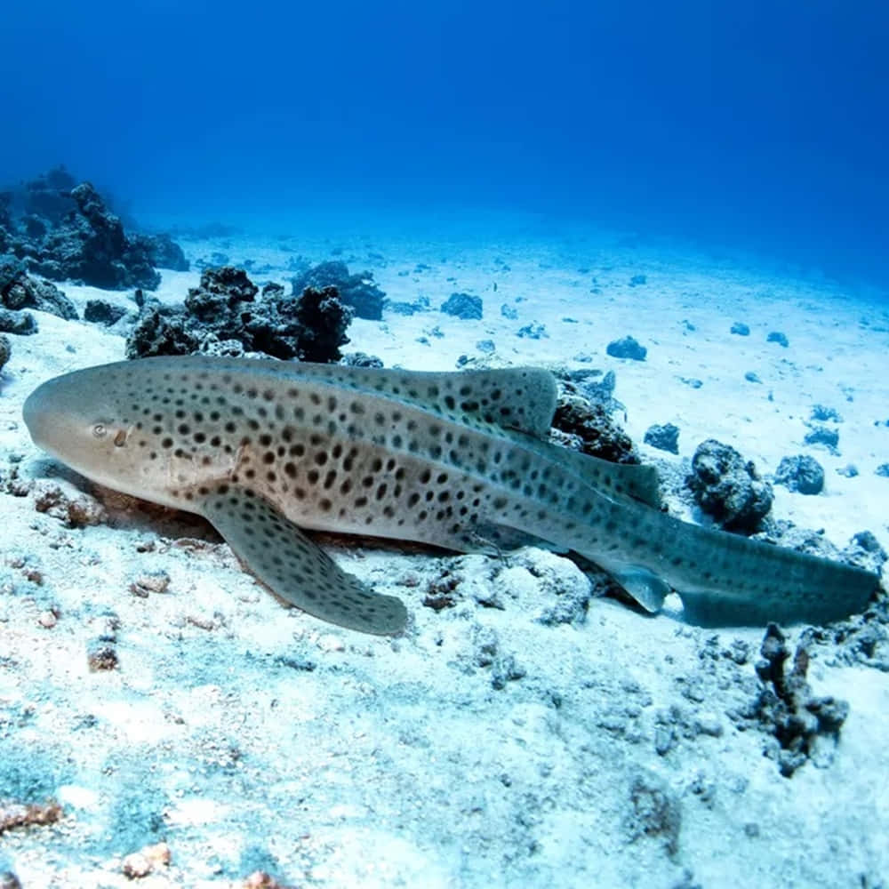 A Unique Encounter With A Graceful Zebra Shark Wallpaper