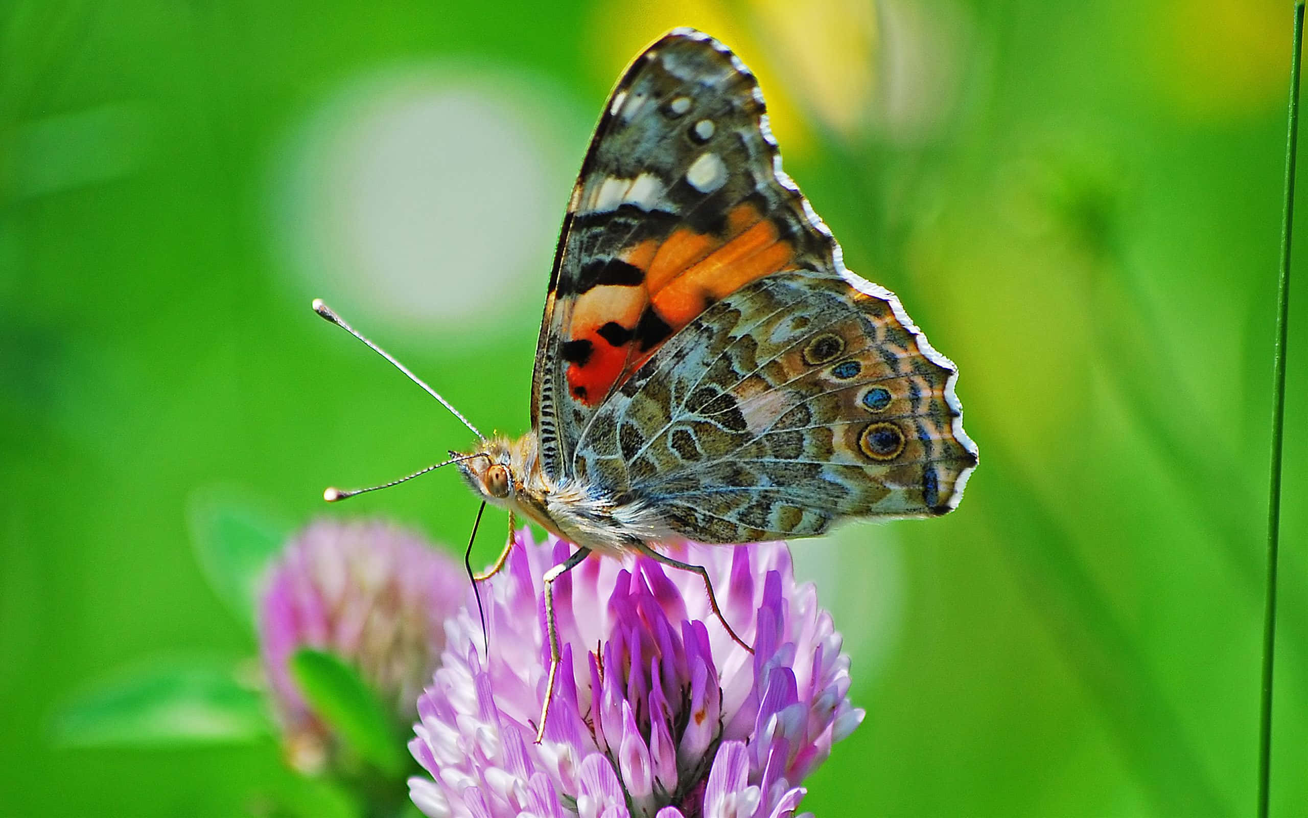 A Variety Of Colourful Butterfly Species Found Fluttering Through The Garden. Wallpaper