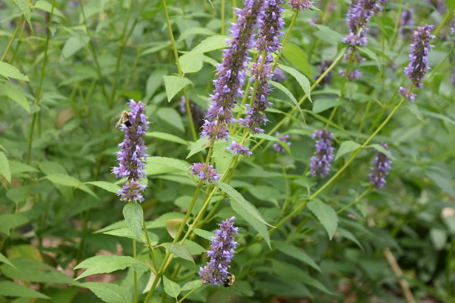 A Variety Of Delicious Purple Licorice Wallpaper