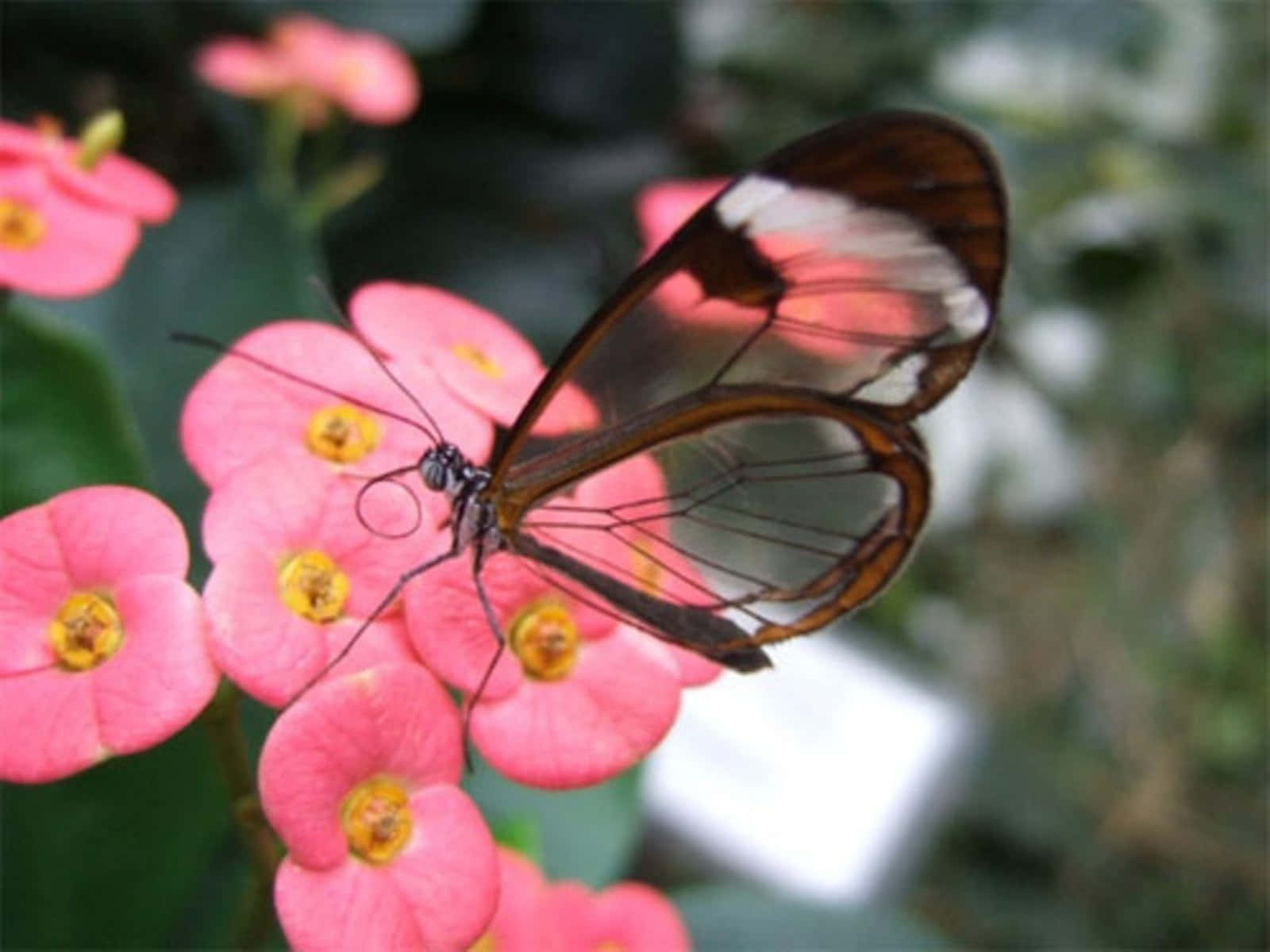 A Vibrant And Colorful Butterfly Sitting On A Lily Wallpaper