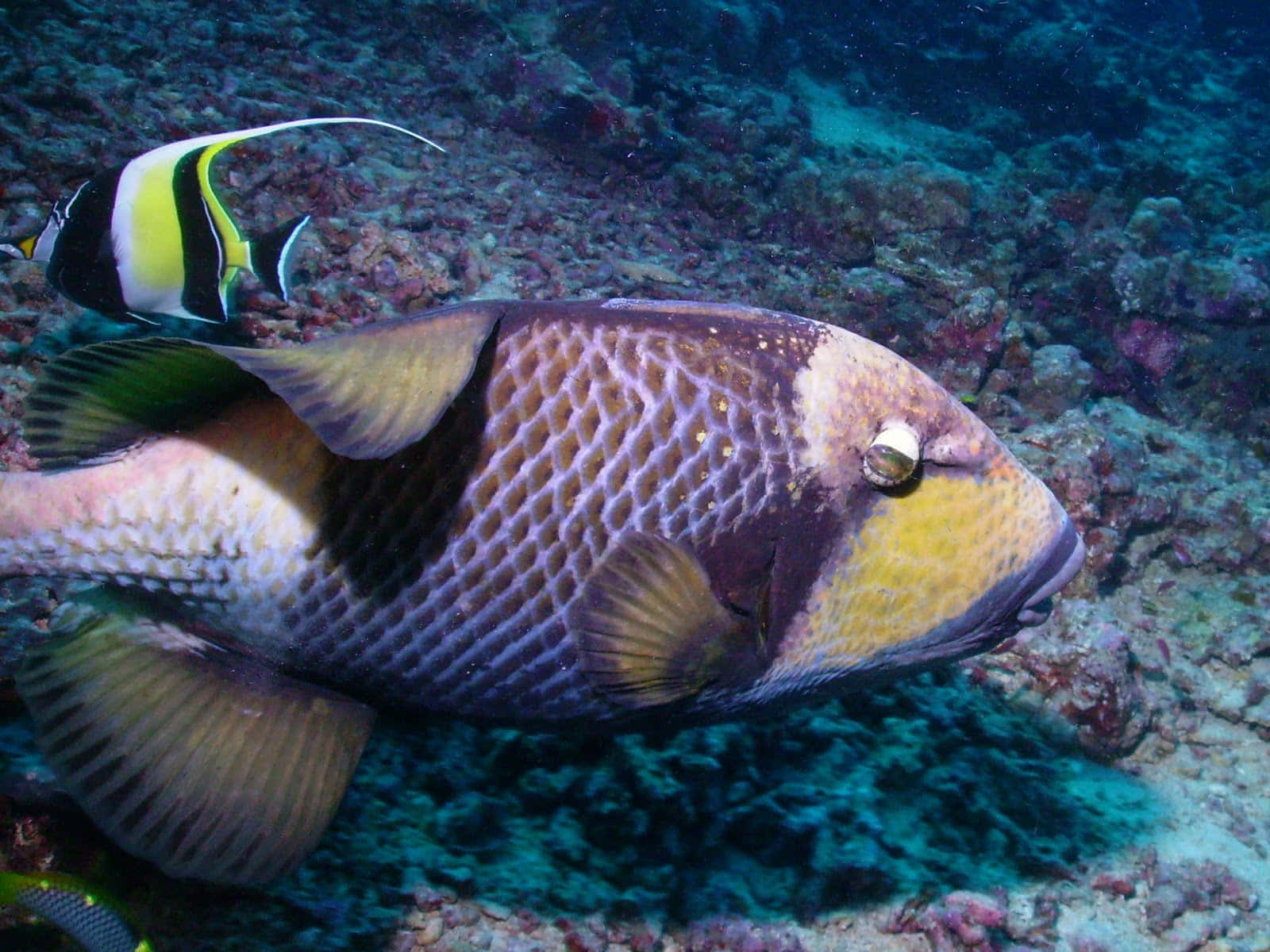 A Vibrant And Colorful Close-up Of A Triggerfish In Its Natural Coral Reef Habitat. Wallpaper