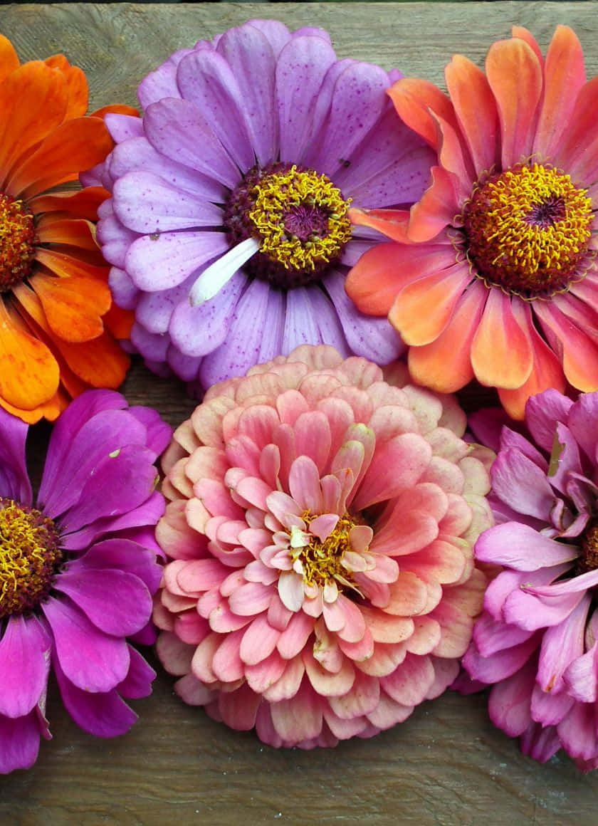 A Vibrant And Colorful Variety Of Flowers Displayed On An Iphone Wallpaper