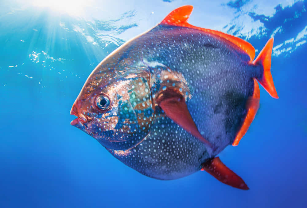 A Vibrant And Spectacular Opah, Or Moonfish, Swimming Gracefully Underwater Wallpaper