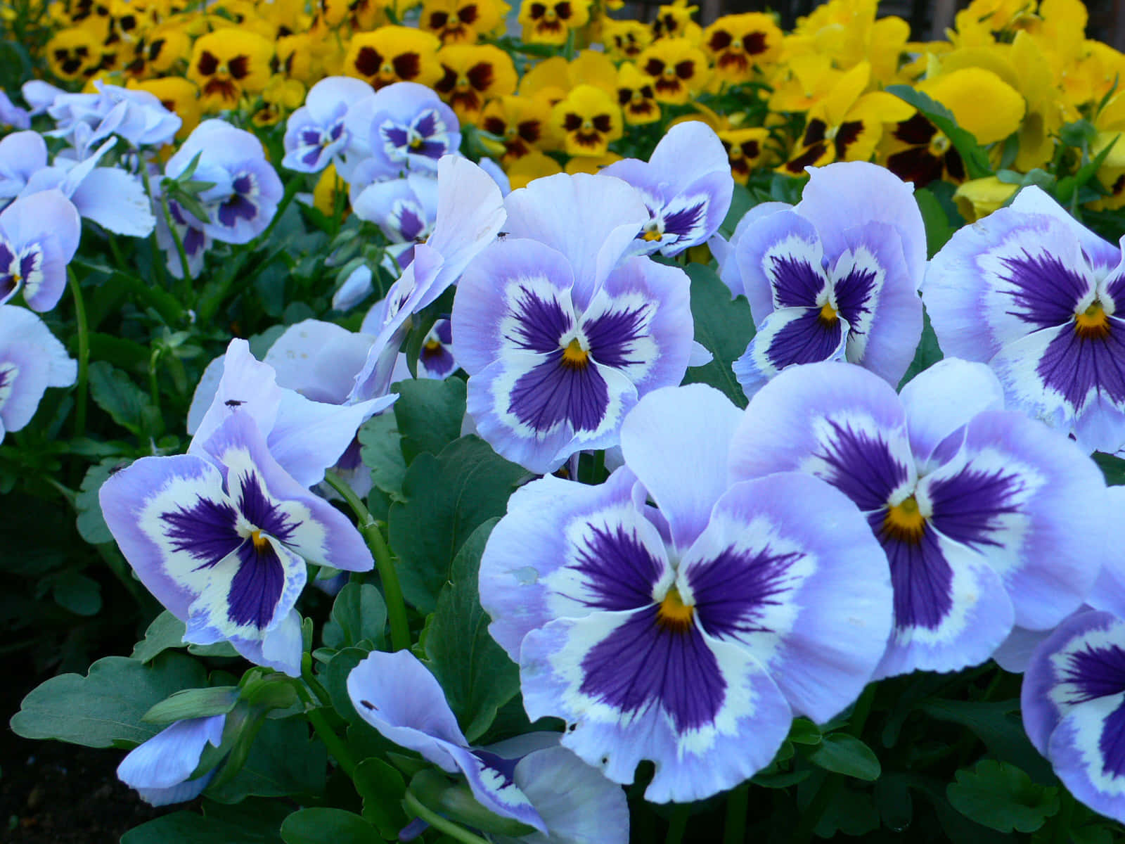 A Vibrant Array Of Blooming Flowers Brightening The Garden Wallpaper