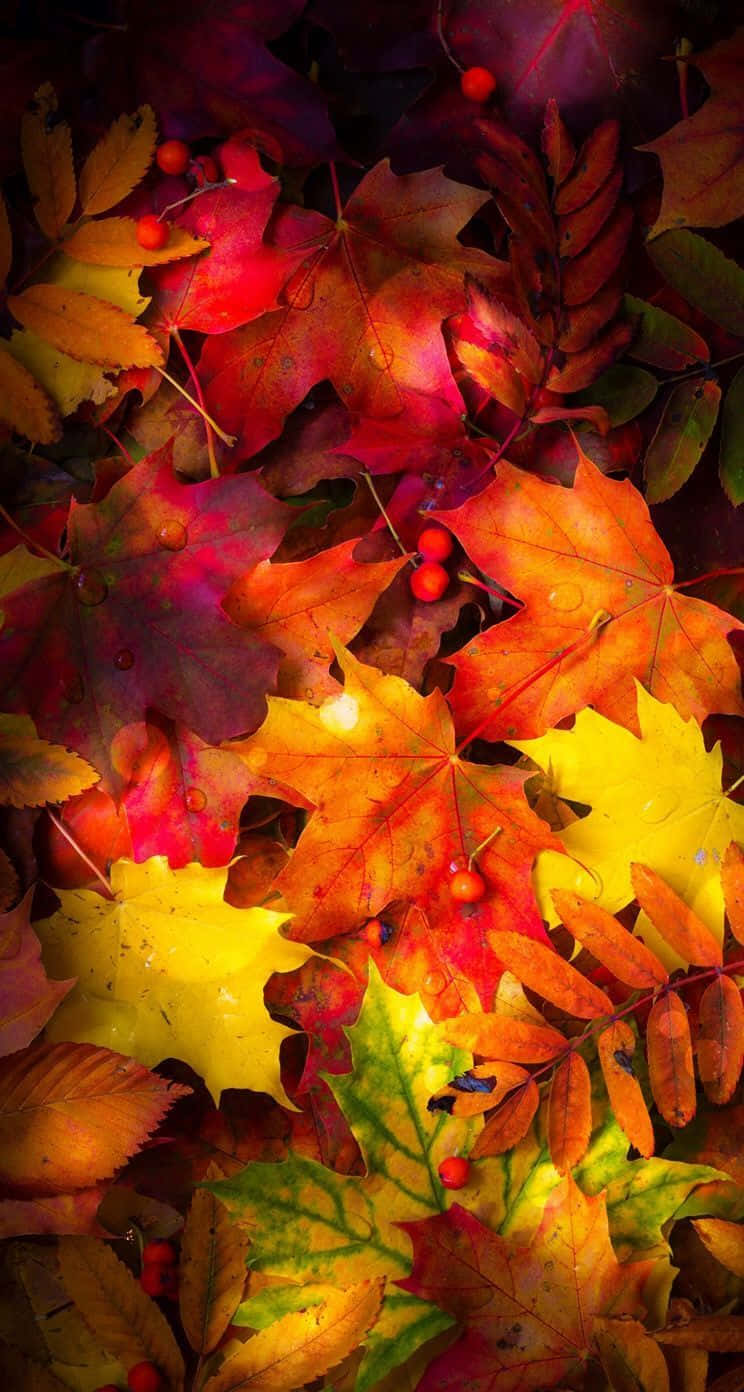 A Vibrant Autumn Leaf Adds A Touch Of Vibrant Color To The Season Wallpaper