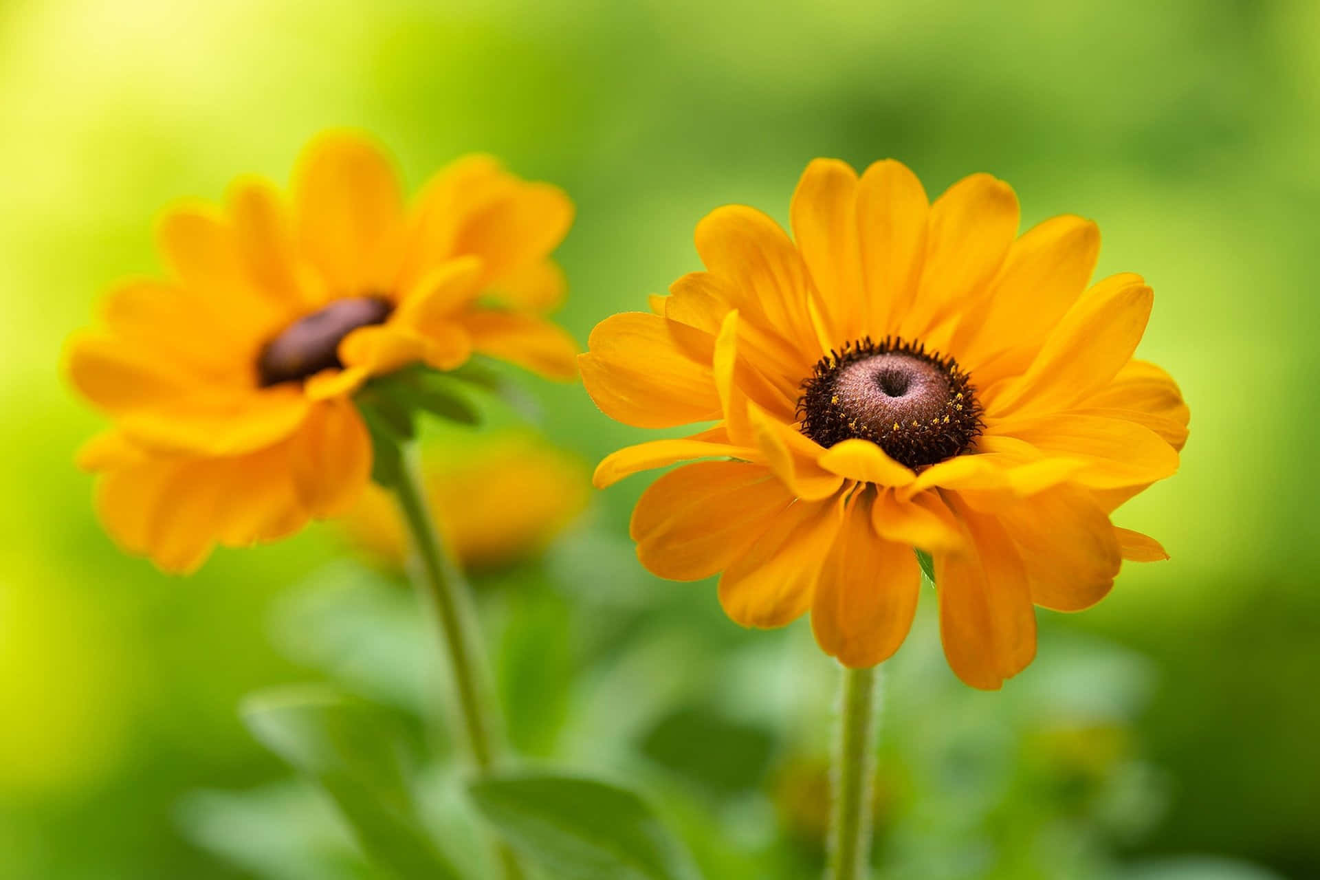 A Vibrant Black Eyed Susan Flower Wallpaper