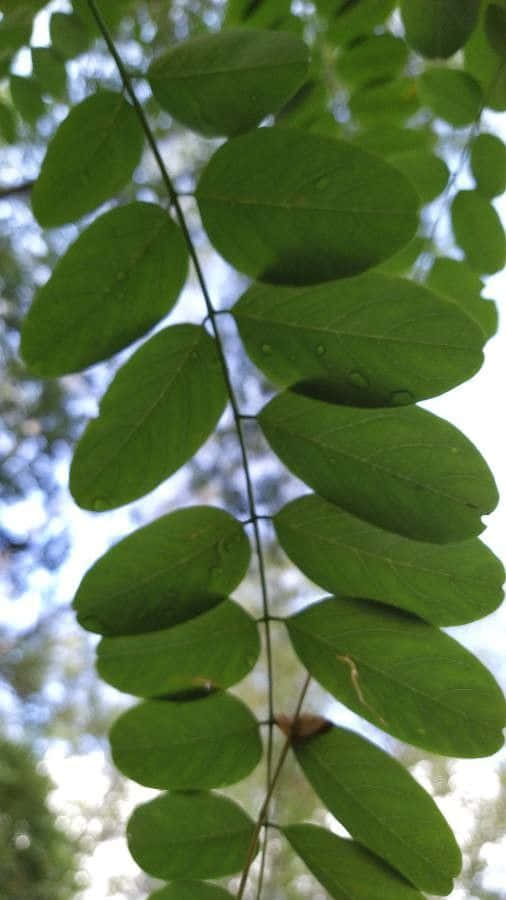 “a Vibrant Black Locust Tree” Wallpaper