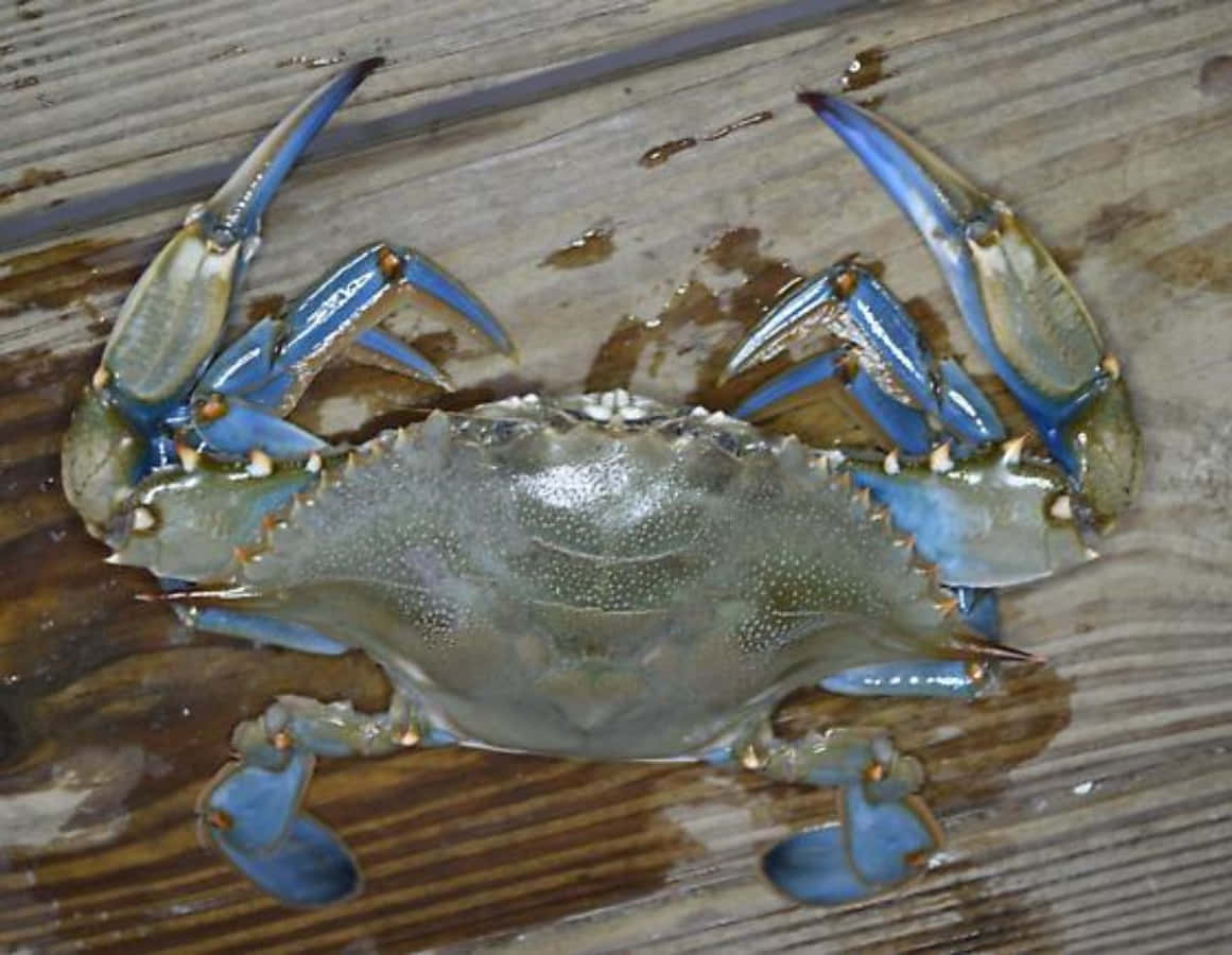 A Vibrant Blue Crab Exploring A Coral Reef. Wallpaper