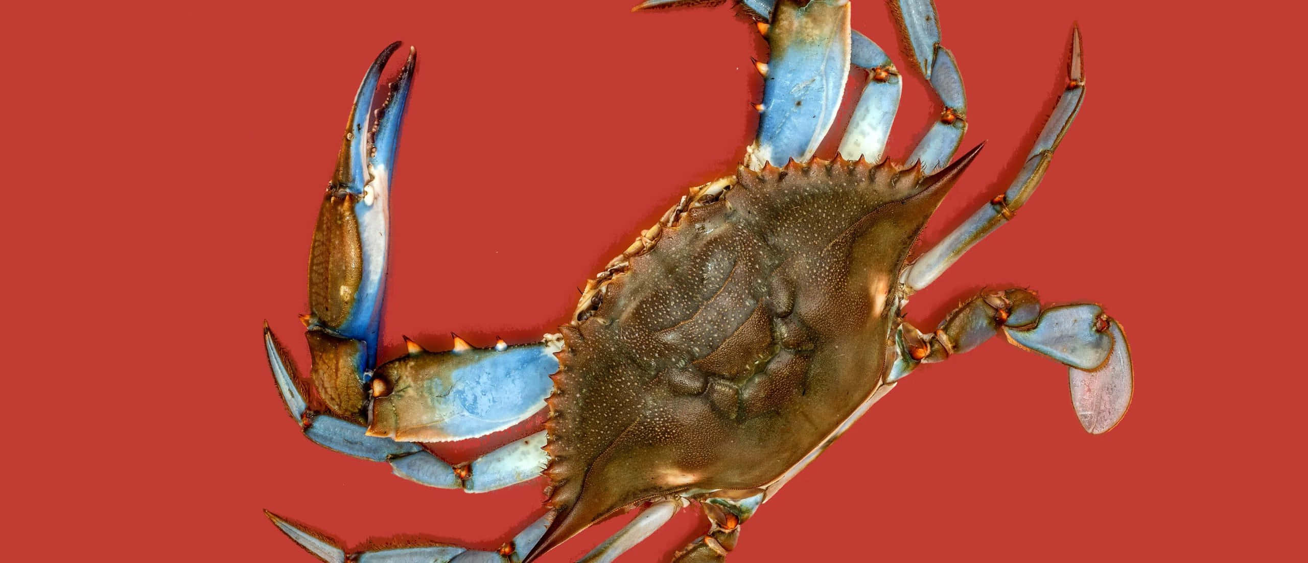 A Vibrant Blue Crab Perched On A Rock Wallpaper