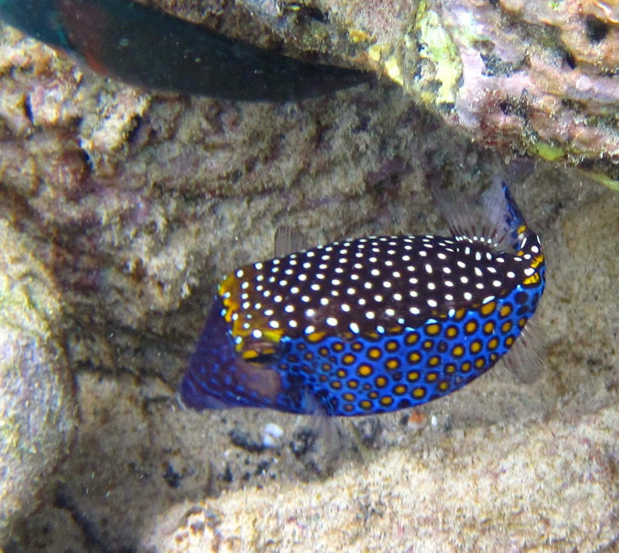 A Vibrant Boxfish Swimming The Deep Blue Sea Wallpaper