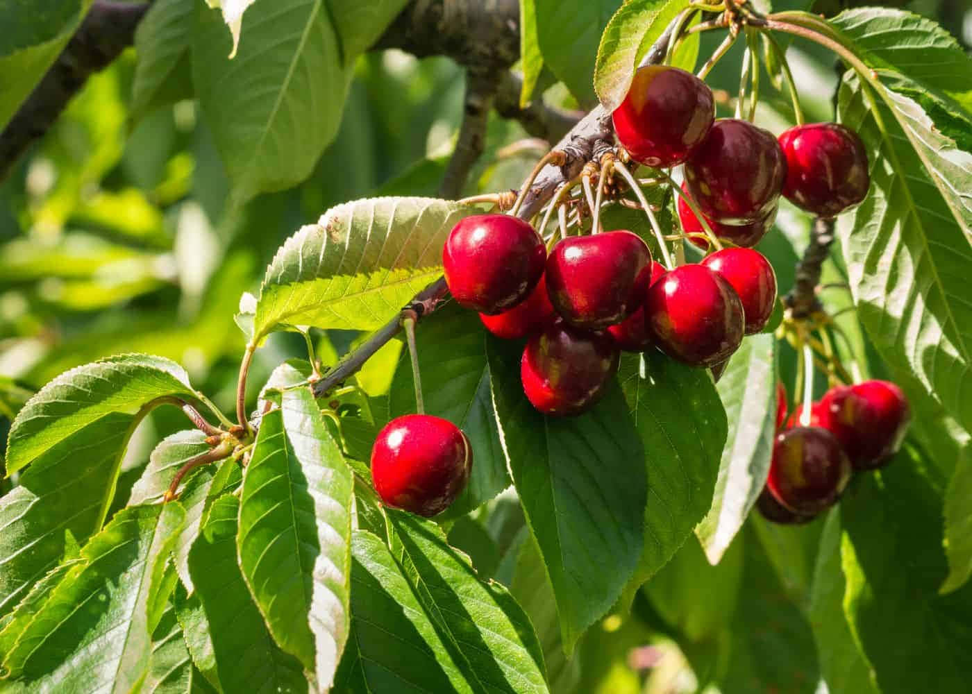 A Vibrant Bunch Of Fresh Red Cherries Wallpaper