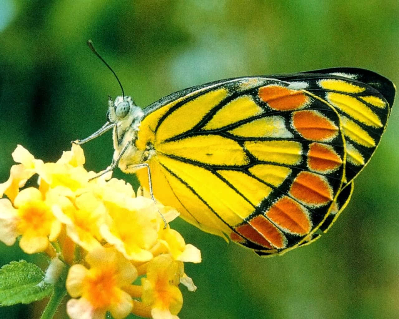 A Vibrant Butterly In A Sea Of Yellow Wallpaper