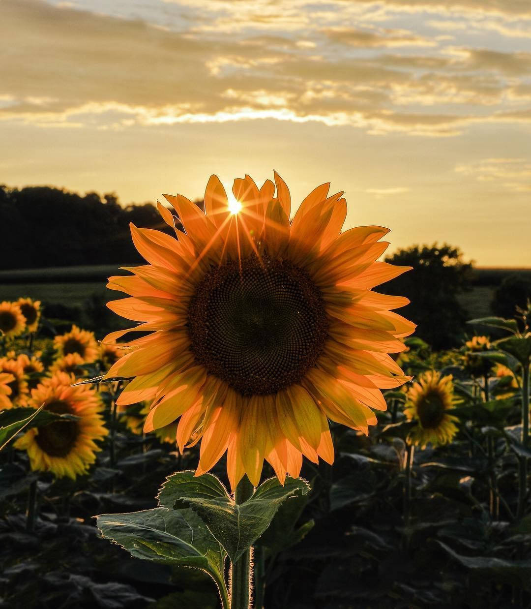 A Vibrant Colorful Landscape Of Sunflowers And Roses Wallpaper