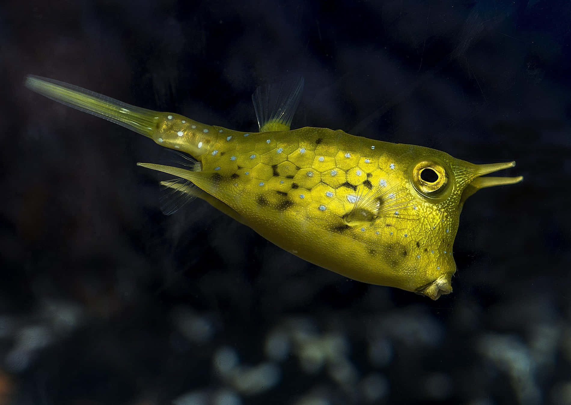 A Vibrant Cowfish Swimming Past Coral Reefs Wallpaper