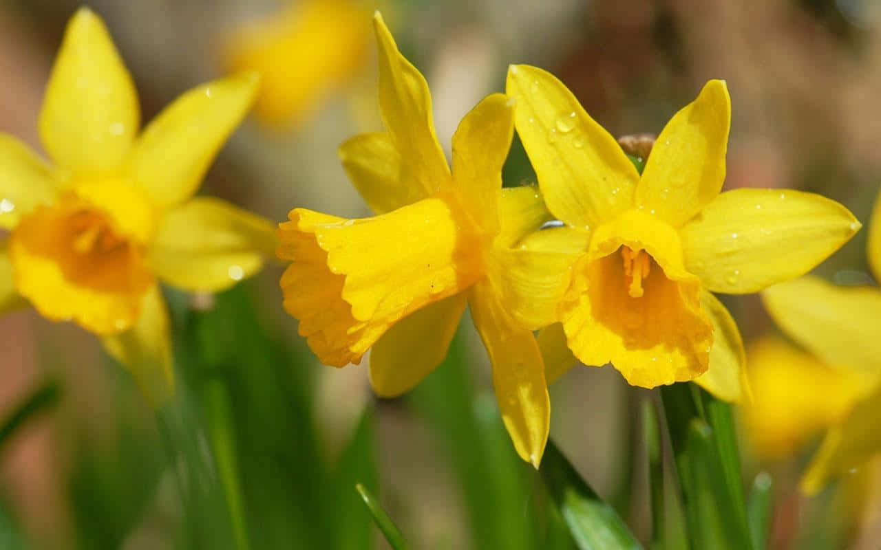 A Vibrant Field Of Yellow Daffodils Wallpaper