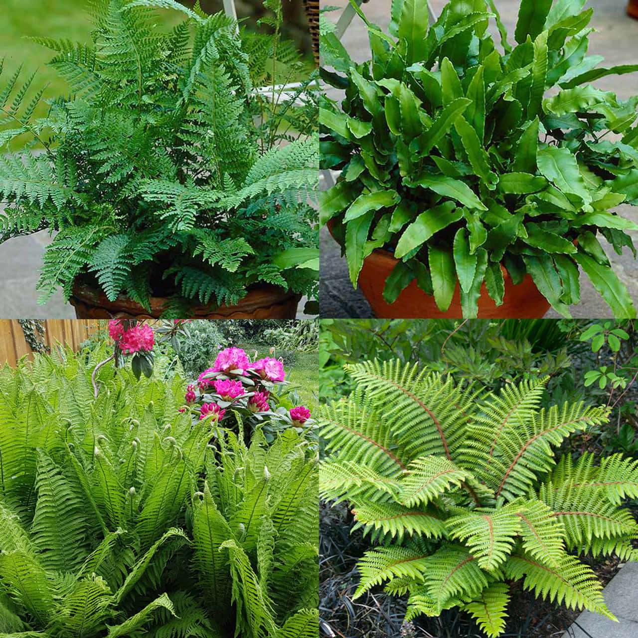 A Vibrant Green Fern Flourishing In Nature Wallpaper