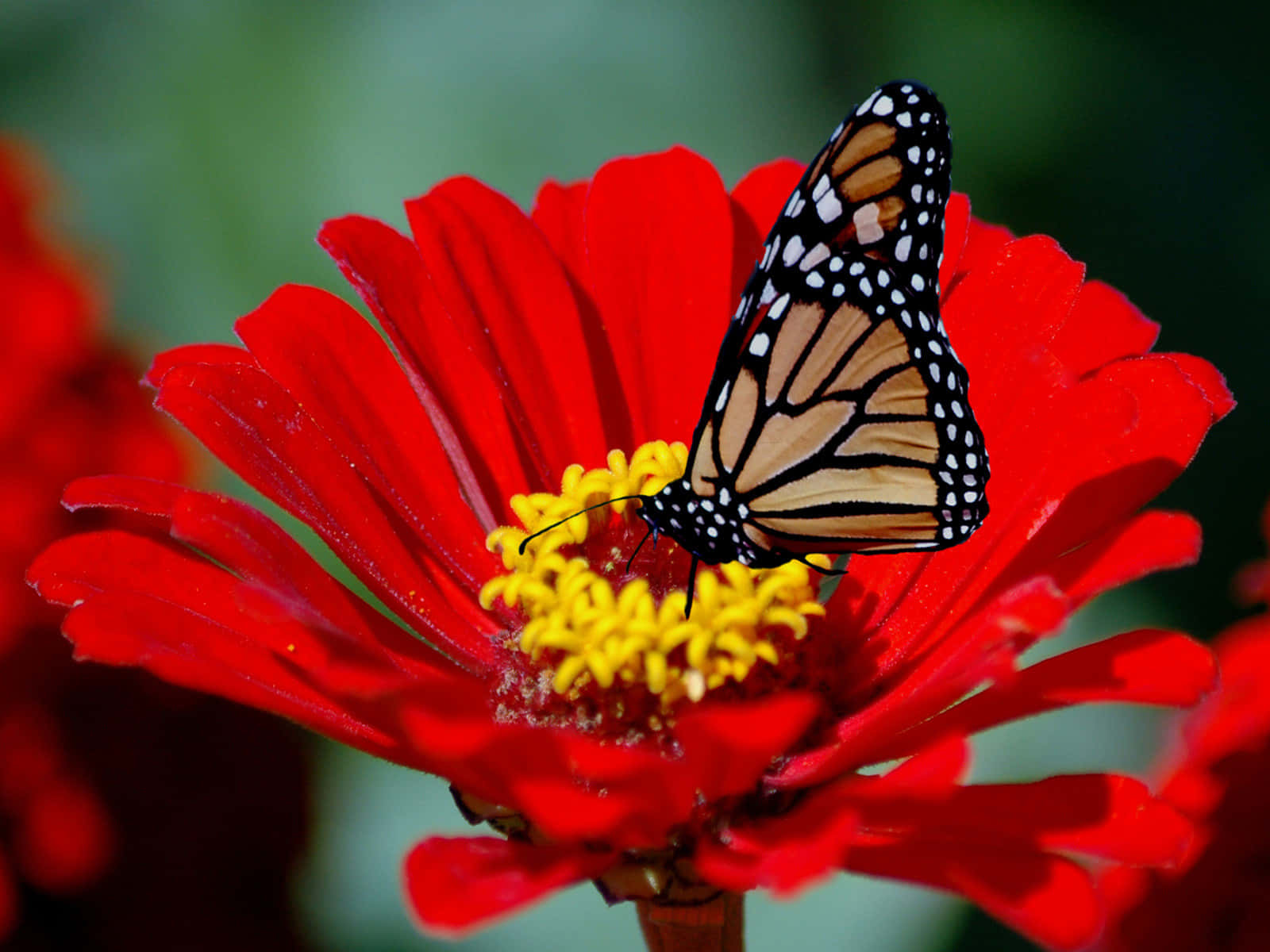 A Vibrant Red Butterfly Perches Peacefully On A Branch Wallpaper