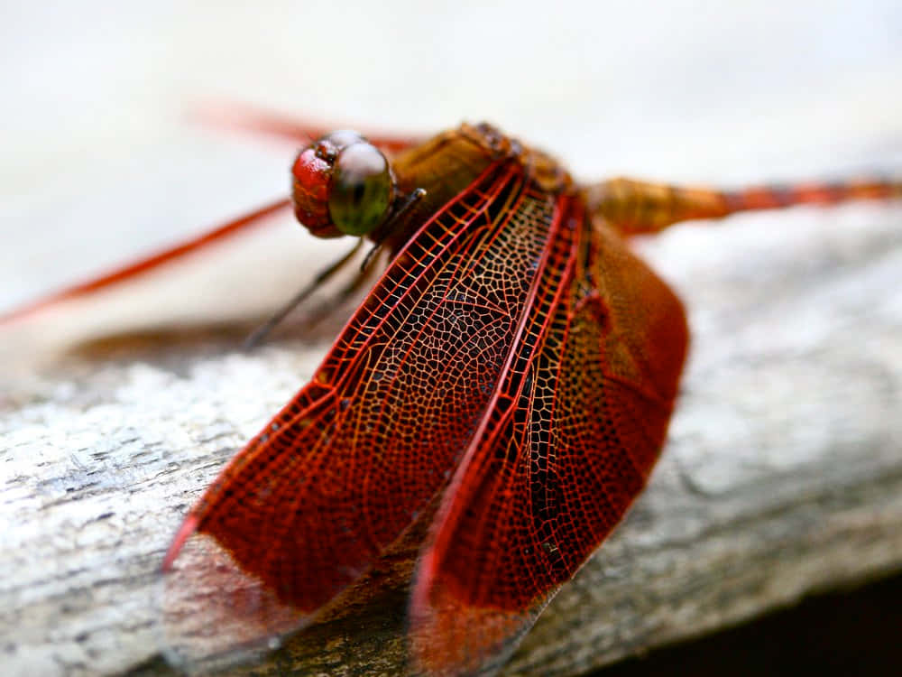 A Vibrant Red Dragonfly Perched On A Leaf Wallpaper