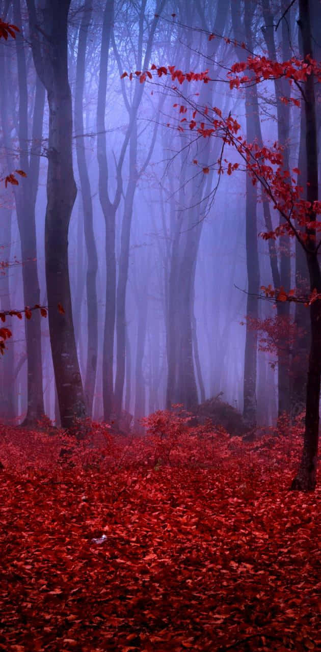 A Vibrant Red Forest In An Autumn Scene Wallpaper