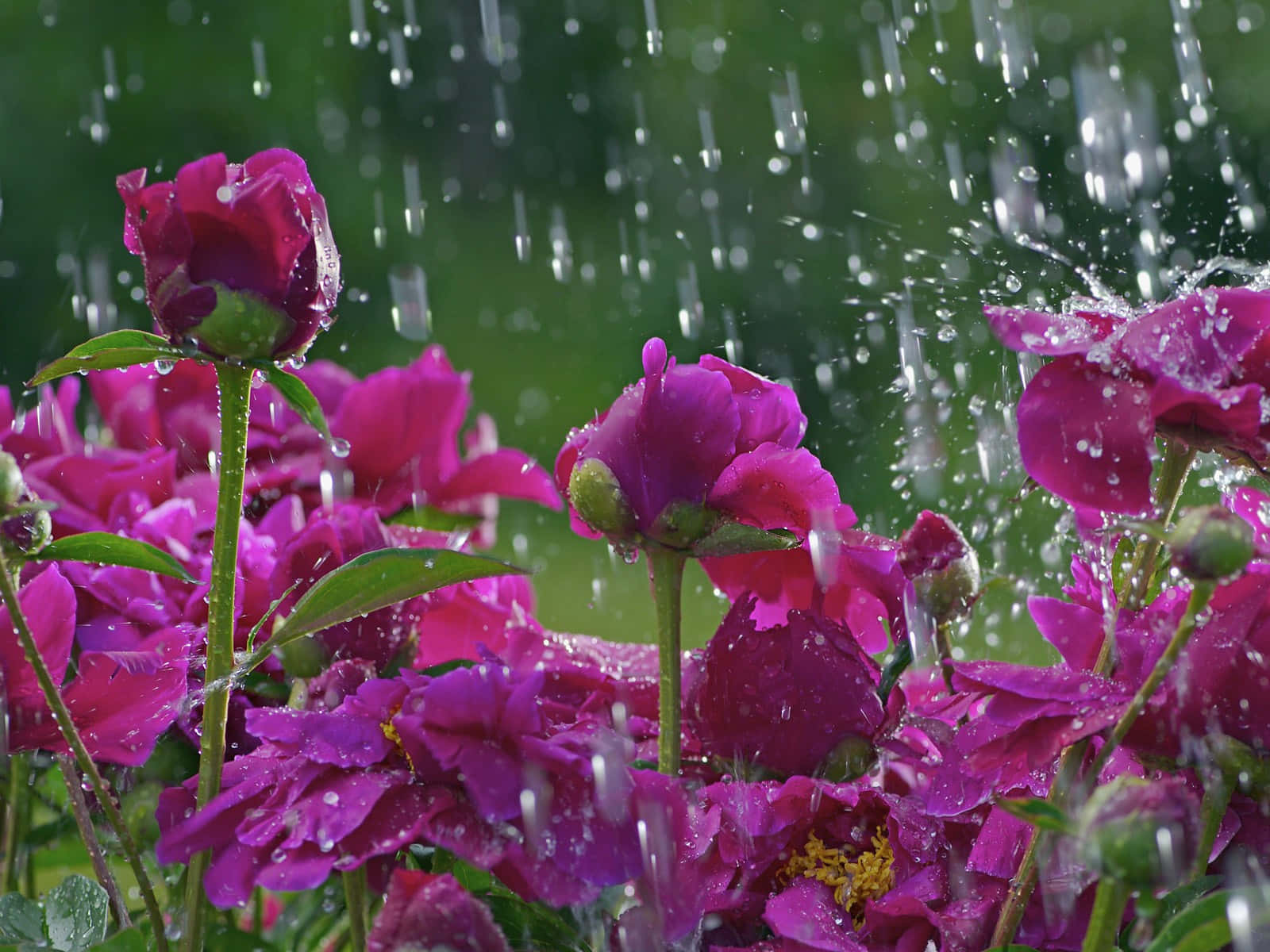 A Vibrant Red Rose In Raindrops Wallpaper