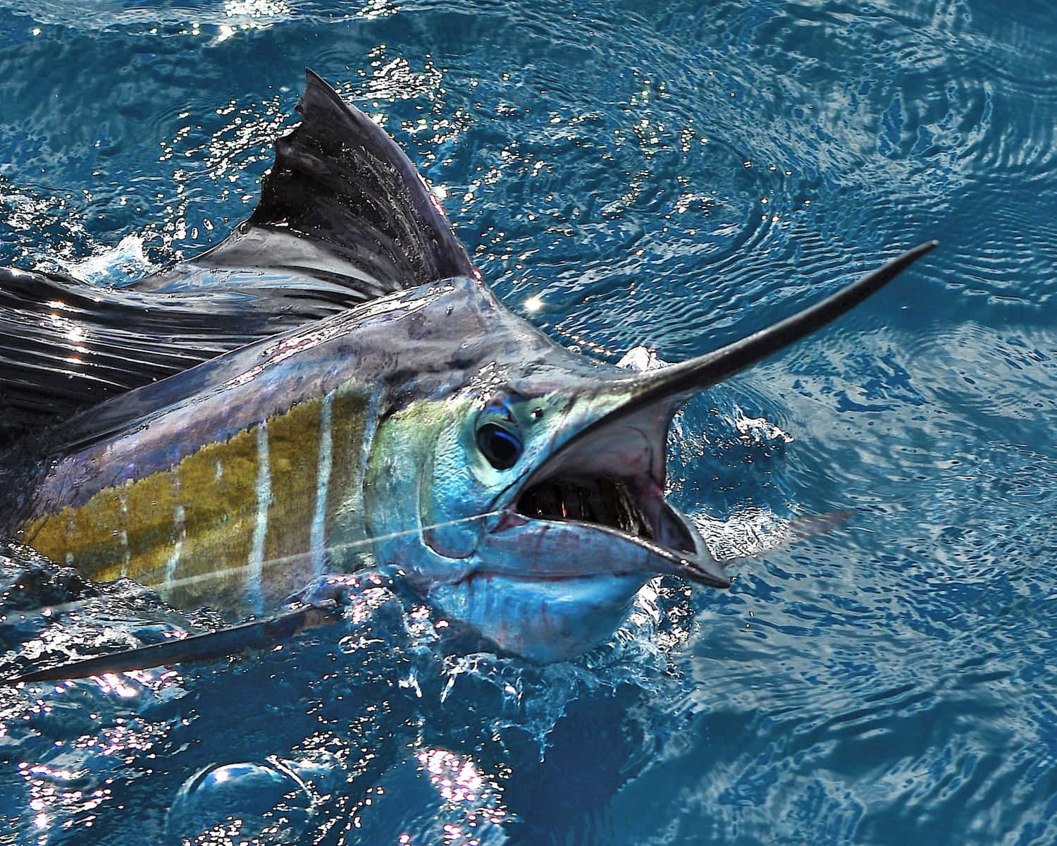 A Vibrant Sailfish Swimming In Tropical Sea Waters. Wallpaper