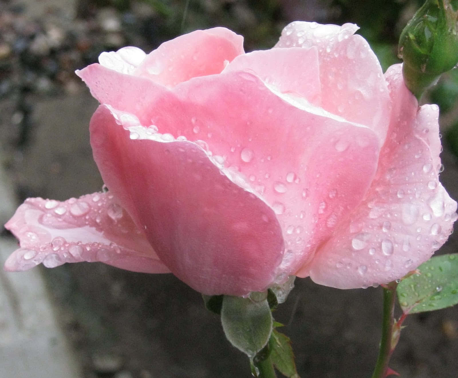 A Vibrant Single Red Rose, Wet From The Rain And Covered In Water Droplets, Shines Brightly Against A Dark, Blurred Background. Wallpaper