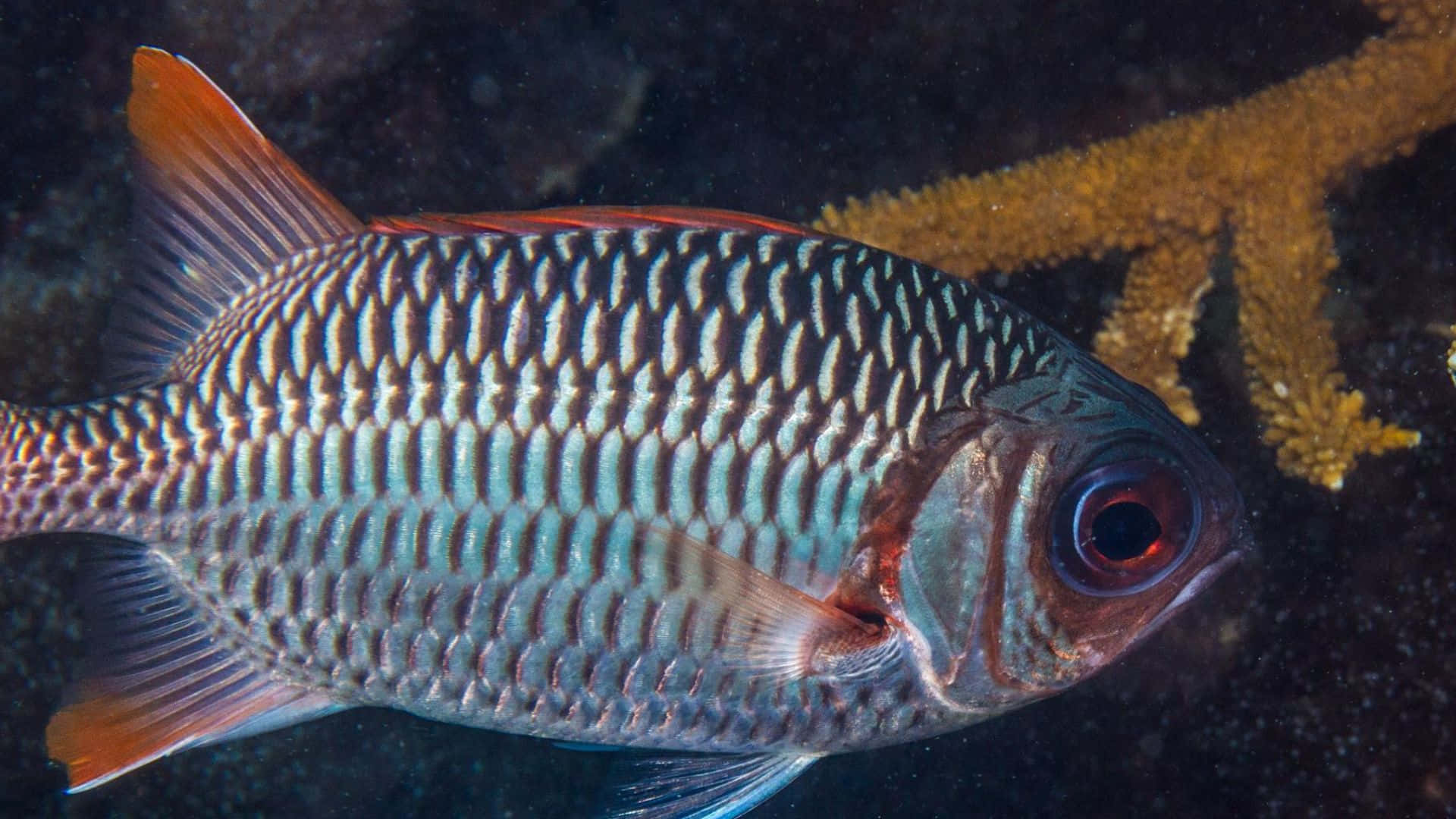 A Vibrant Soldierfish Swimming In Its Natural Habitat Wallpaper