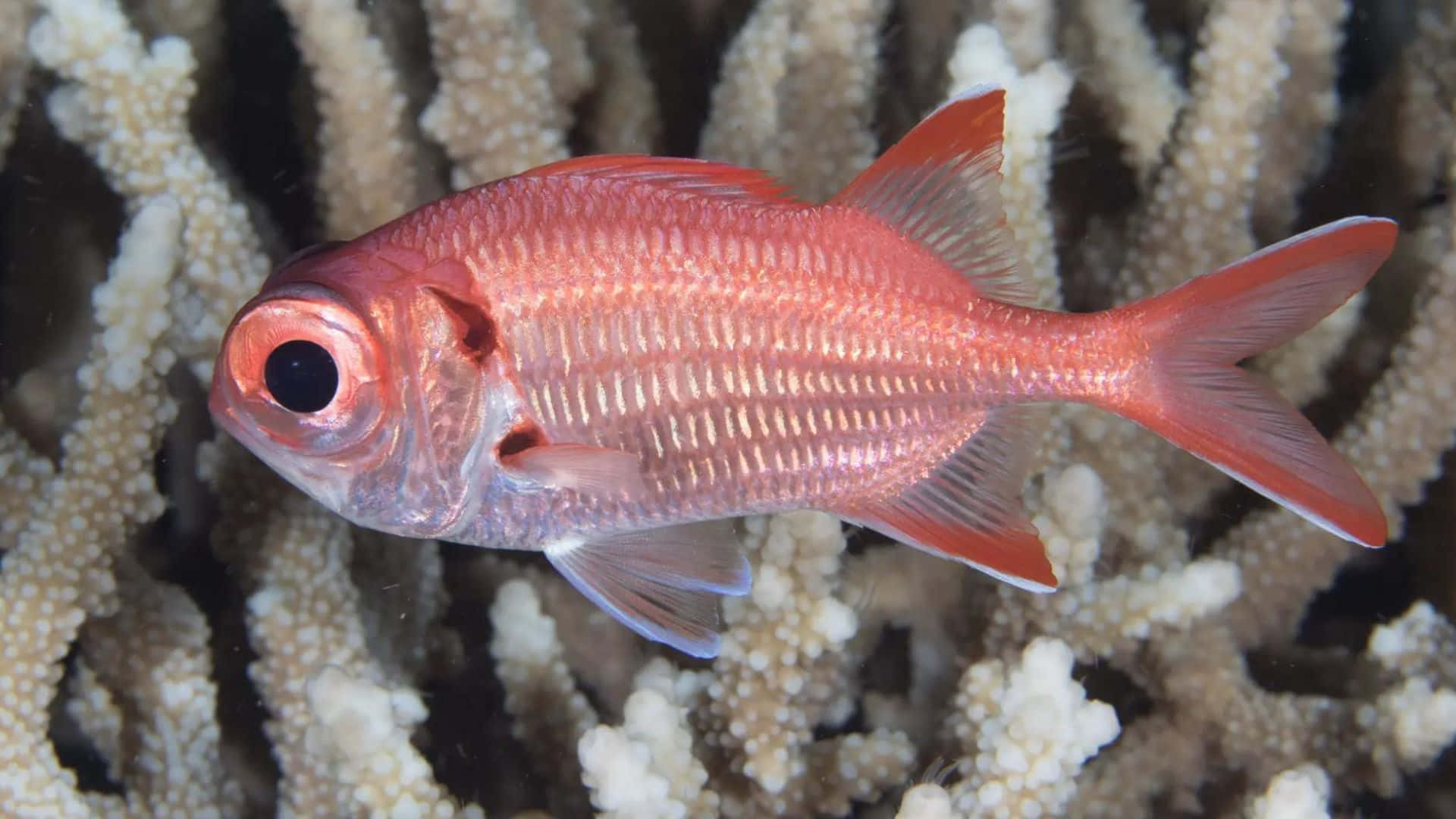 A Vibrant Soldierfish Swimming In The Deep Ocean Wallpaper