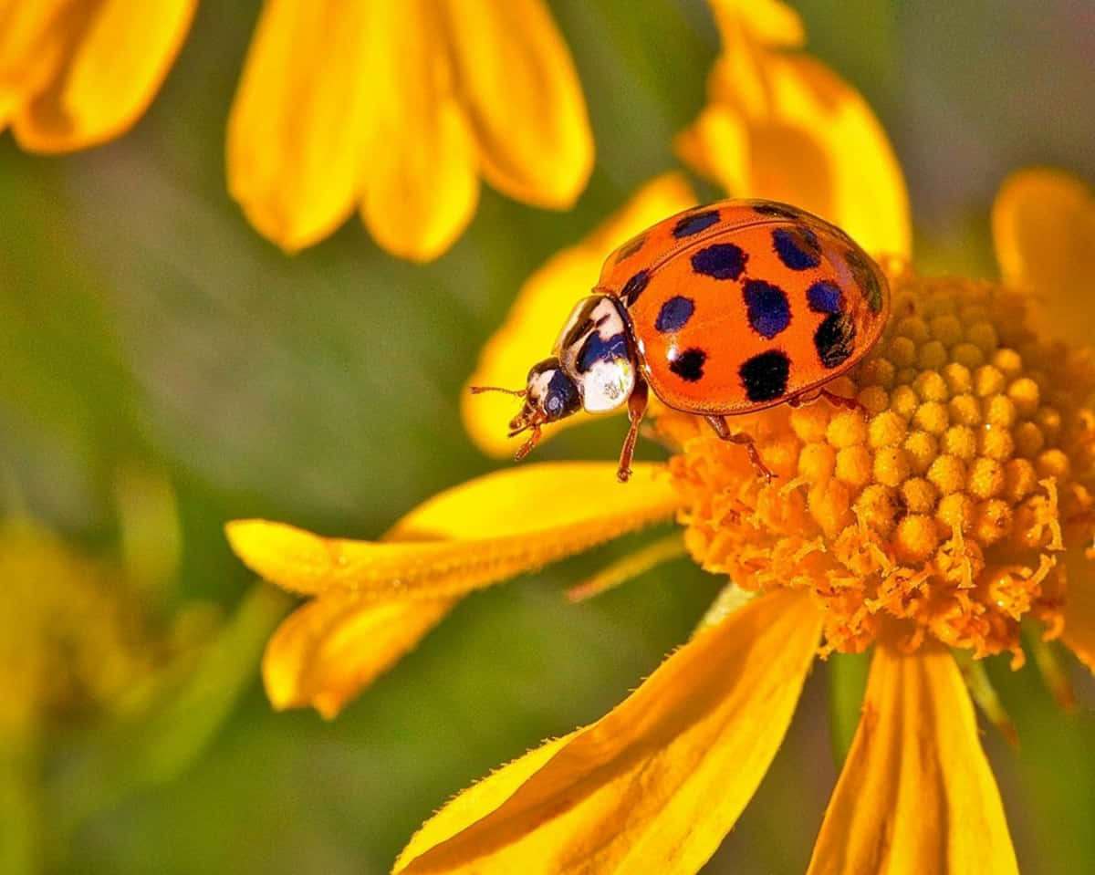 A Vibrant Spring Day With Charming Ladybugs Wallpaper