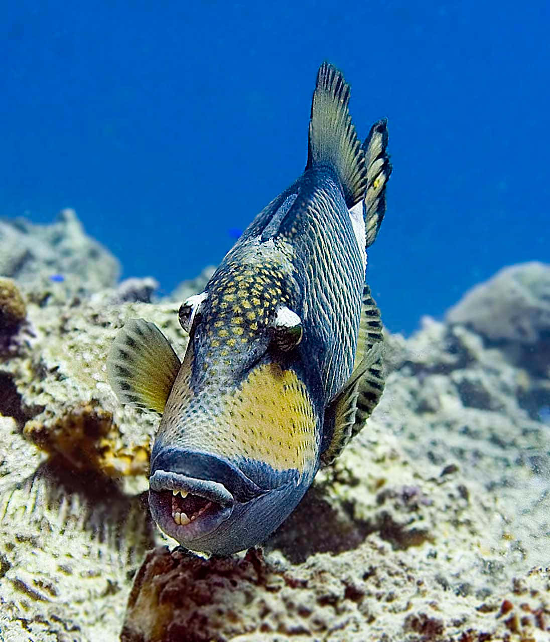 A Vibrant Triggerfish Swimming Among The Corals Wallpaper