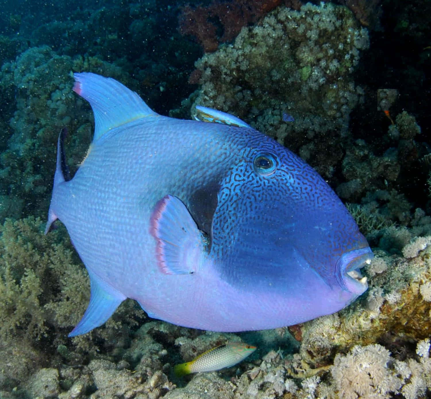 A Vibrant Triggerfish Swimming In The Deep Blue Sea. Wallpaper